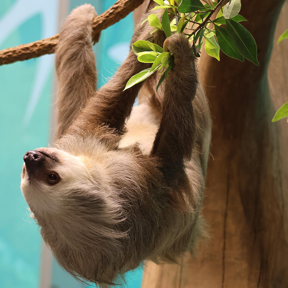 Orlando Science Center Earns Prestigious Accreditation for Animal Care — Bungalower Orlando, Clermont Arts news