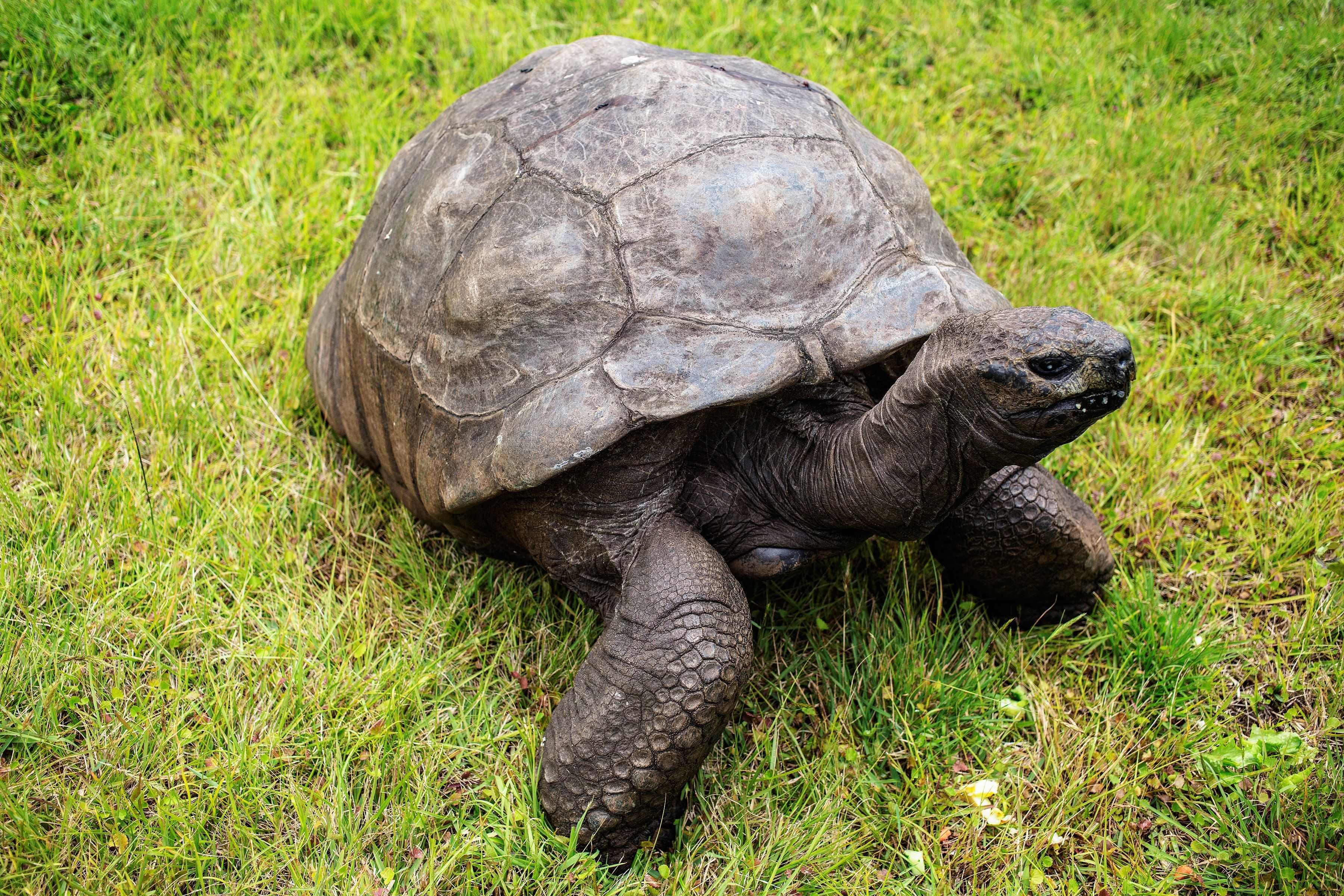An 194-year-old tortoise named Jonathan is an anti-aging marvel and we finally know his secret — WESH 2 Orlando, Clermont Community news