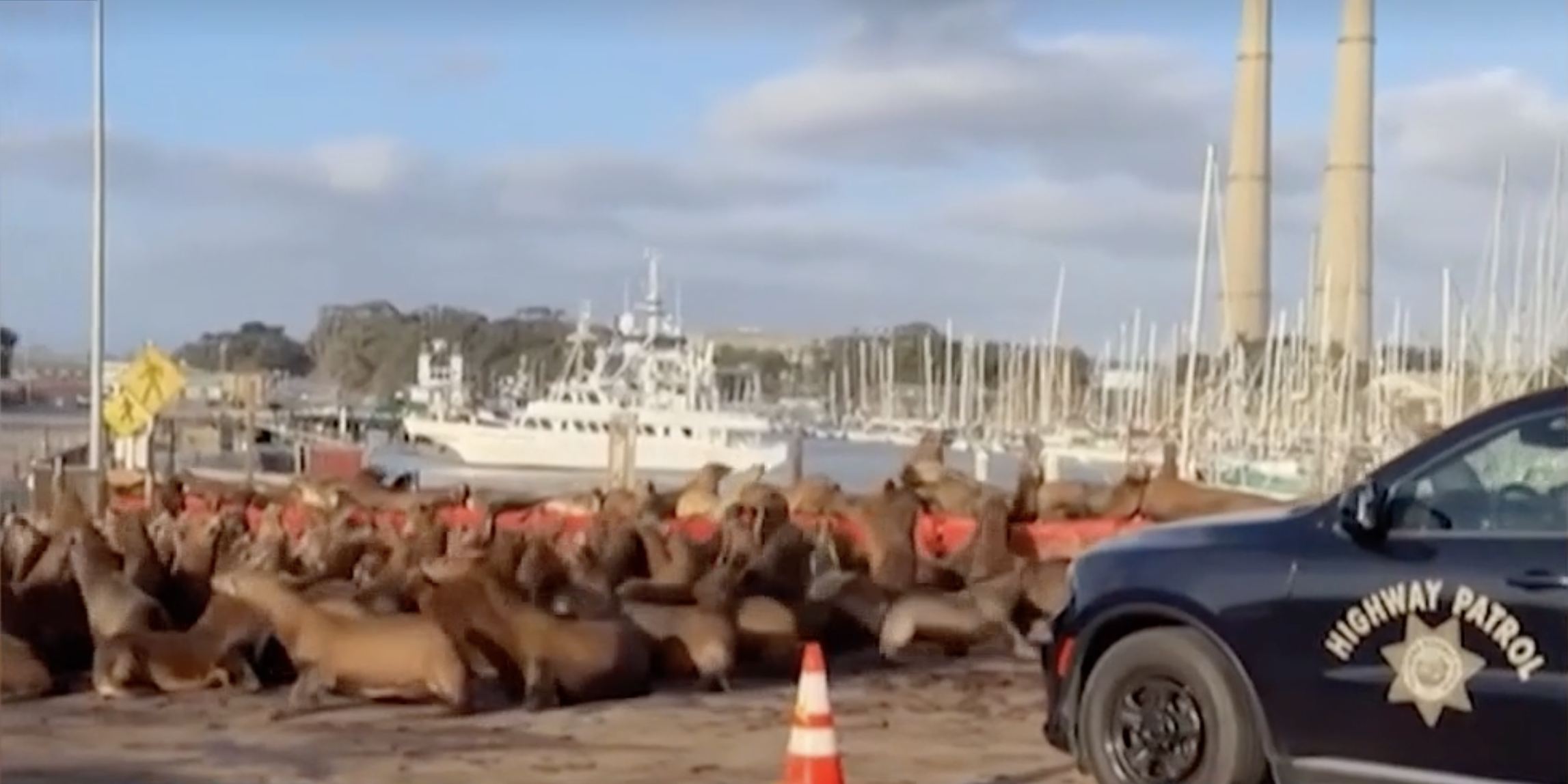 Sea lion swarm: Hundreds of sea lions take over California roadway — WESH 2 Orlando, Clermont Community news