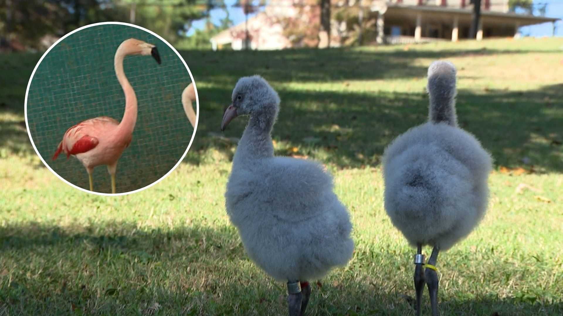 A zoo's flamingo produces chicks at record-setting 60 years old — WESH 2 Orlando, Clermont Community news