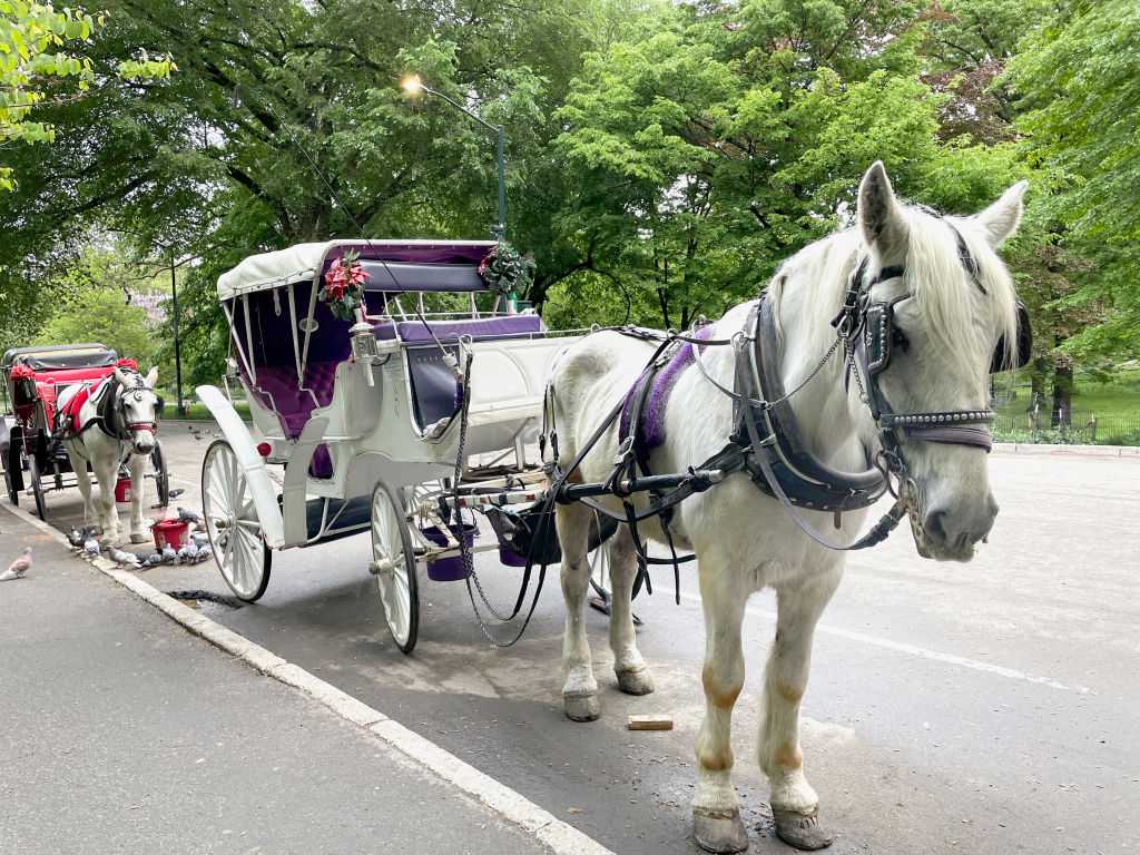 New York City's iconic horse-drawn carriages expected to take their last trot — WESH 2 Orlando, Clermont Government news