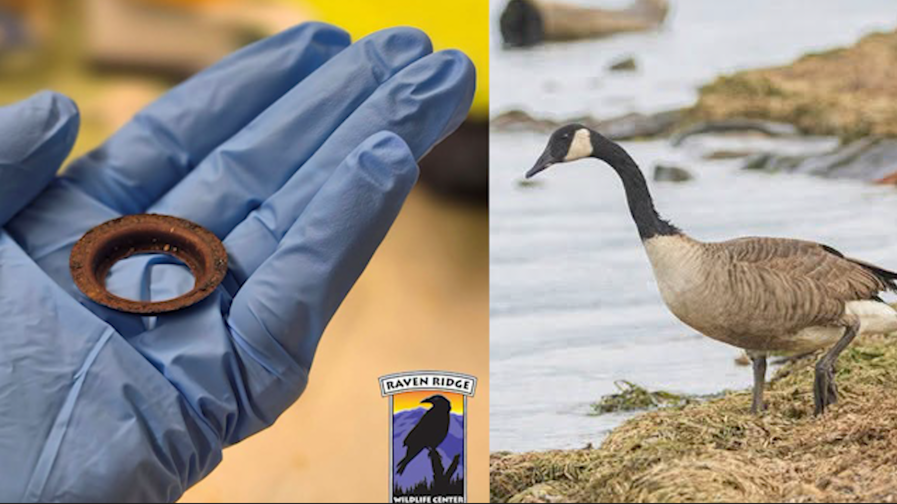 Canada goose saved after rusty metal ring found lodged in mouth  — Clermont Community news