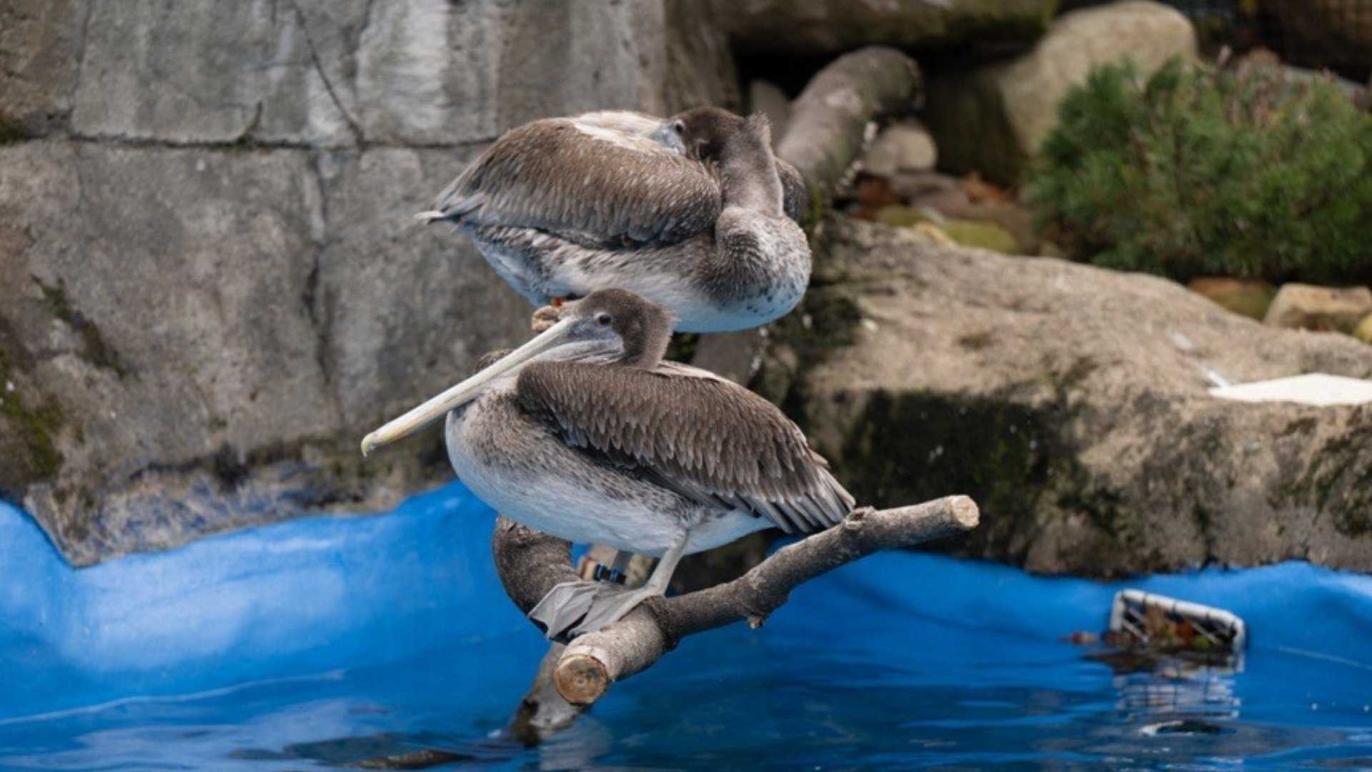 Escaped pelicans returned to zoo after escaping habitat — WESH 2 Orlando
