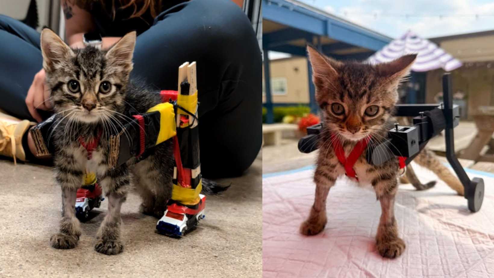 Viral foster kitten with custom-made wheelchair gets adopted — WESH 2 Orlando, Clermont Community news