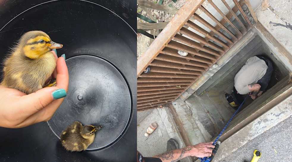 Firefighter's home improvement trip turns into duckling rescue — WESH 2 Orlando