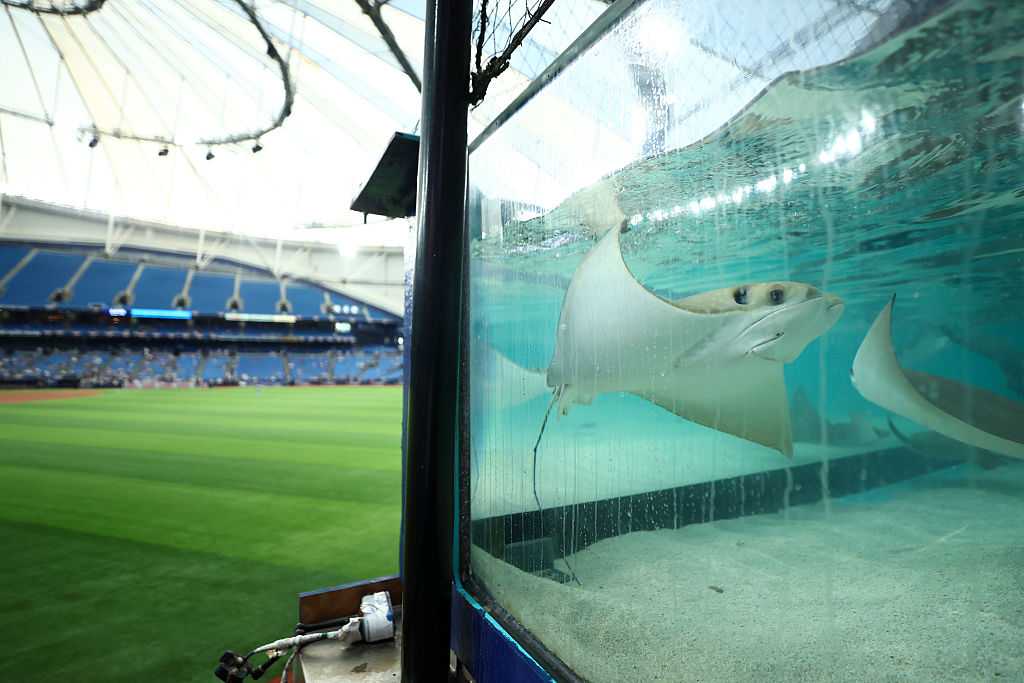 Did you know there are live stingrays in Tampa Bay's stadium? — WESH 2 Orlando, Clermont Sports news