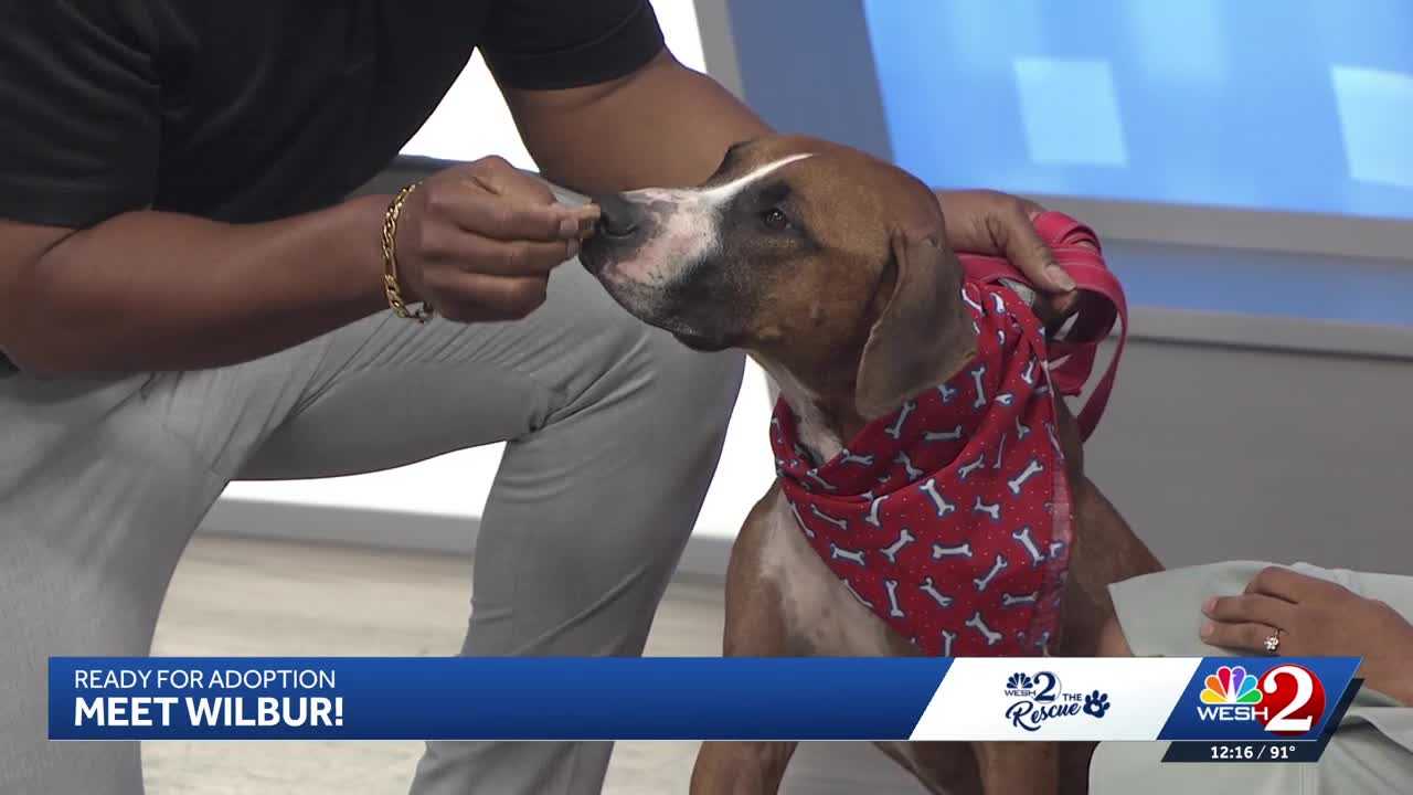 WESH 2 the Rescue: Wilbur from Seminole County Animal Services is ready for adoption — WESH 2 Orlando, Clermont Community news