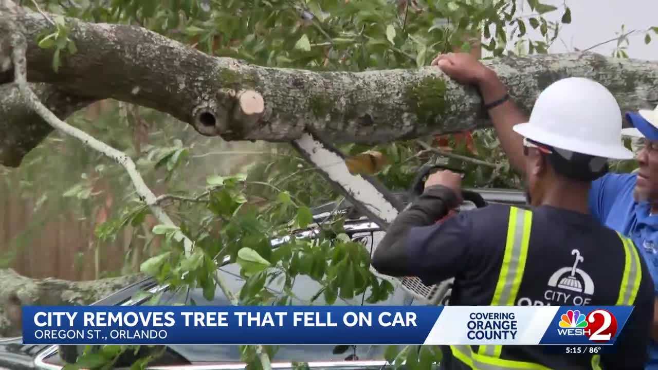 Orlando neighbors say rotting tree remains a concern after branch removed from car — WESH 2 Orlando, Clermont Community news