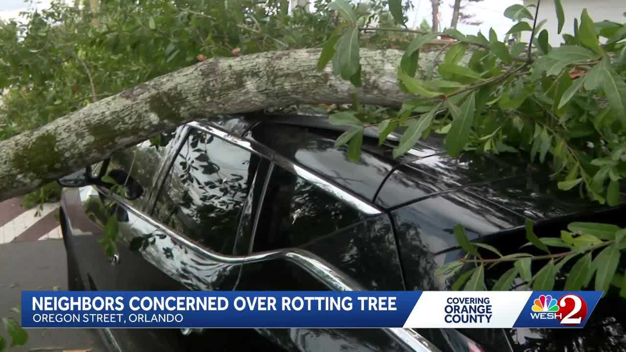 Orlando neighbors demand removal of rotting tree after it crushes car — WESH 2 Orlando, Clermont Community news