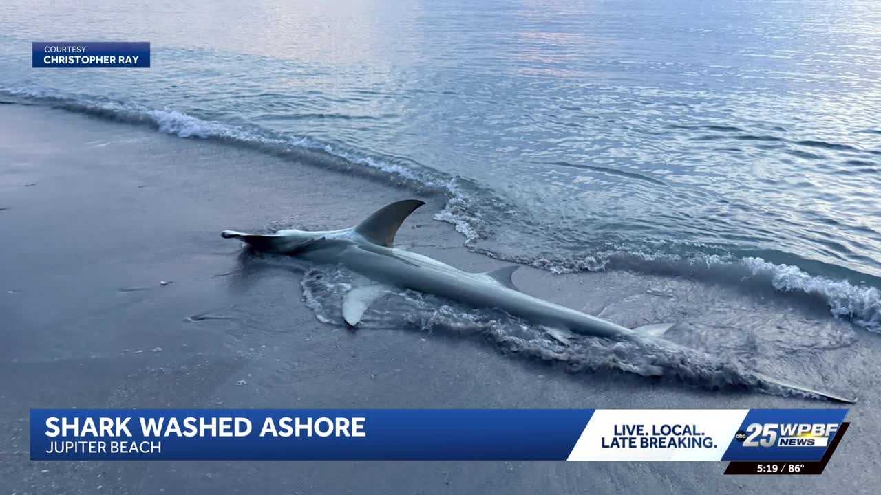 Rare hammerhead sightings surprise beachgoers in Florida — WESH 2 Orlando, Clermont Community news