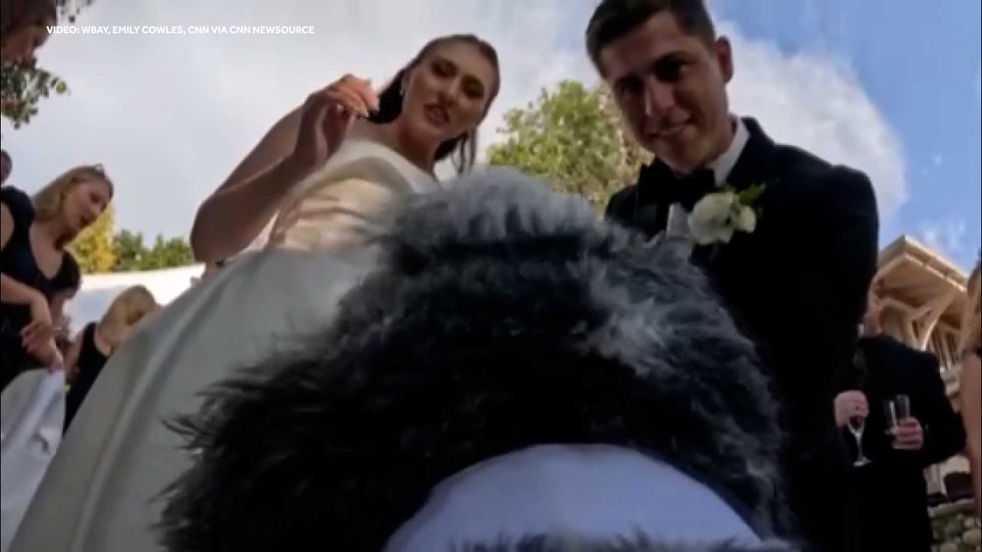 TOO CUTE: Four-legged wedding videographer named Swayze steals the show — WESH 2 Orlando, Clermont Community news