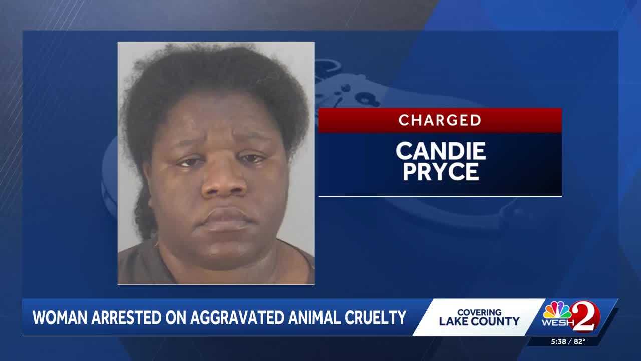 Eustis woman accused of shaking roommate’s cat off towel, leaving it motionless — Clermont Community news