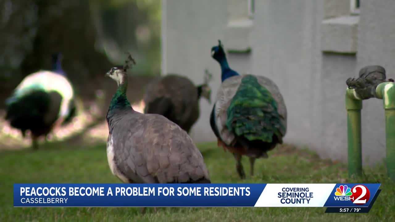 Peacocks vs. property owners: Casselberry rethinks peacock protections amid property damage complaints — WESH 2 Orlando, Clermont Real Estate news