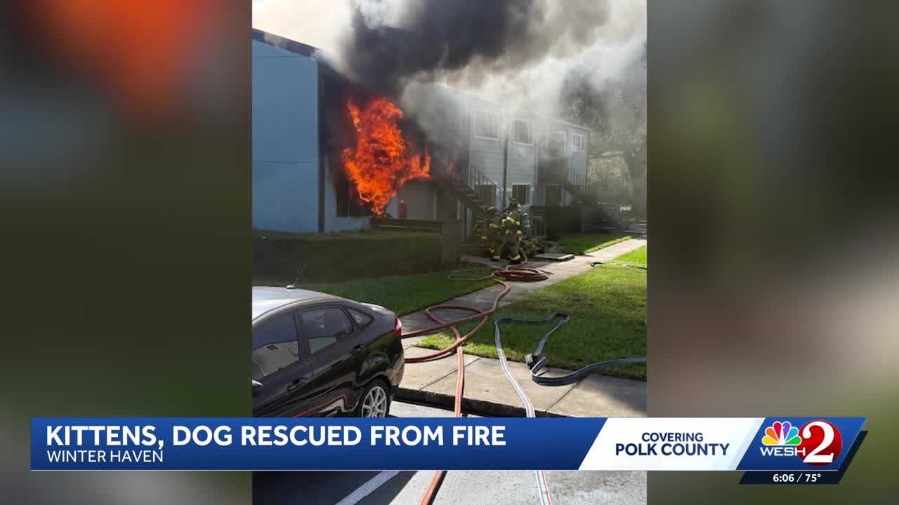 Dogs, kittens rescued from Winter Haven apartment fire — WESH 2 Orlando, Clermont Community news