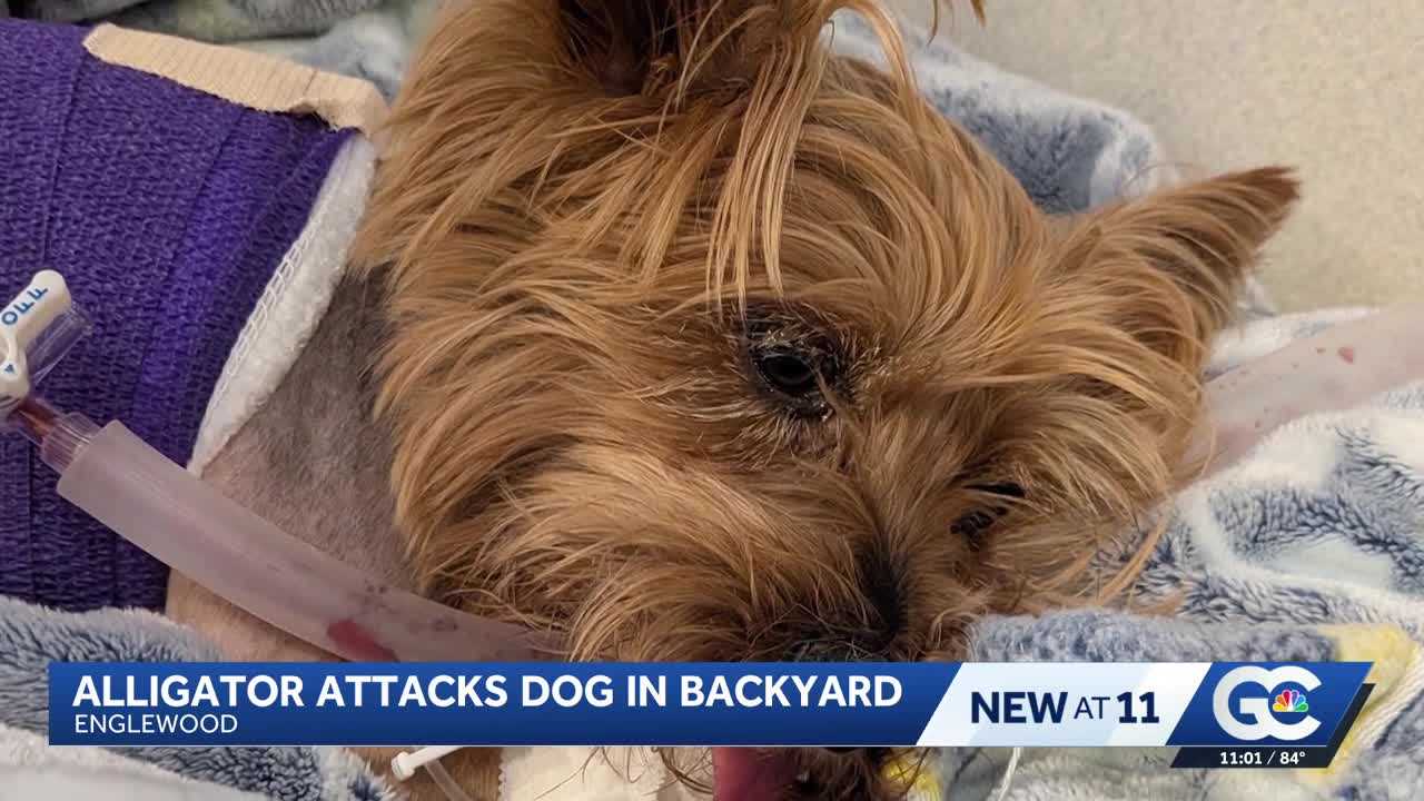 Yorkie survives alligator attack in Florida, faces long recovery — WESH 2 Orlando, Clermont Community news