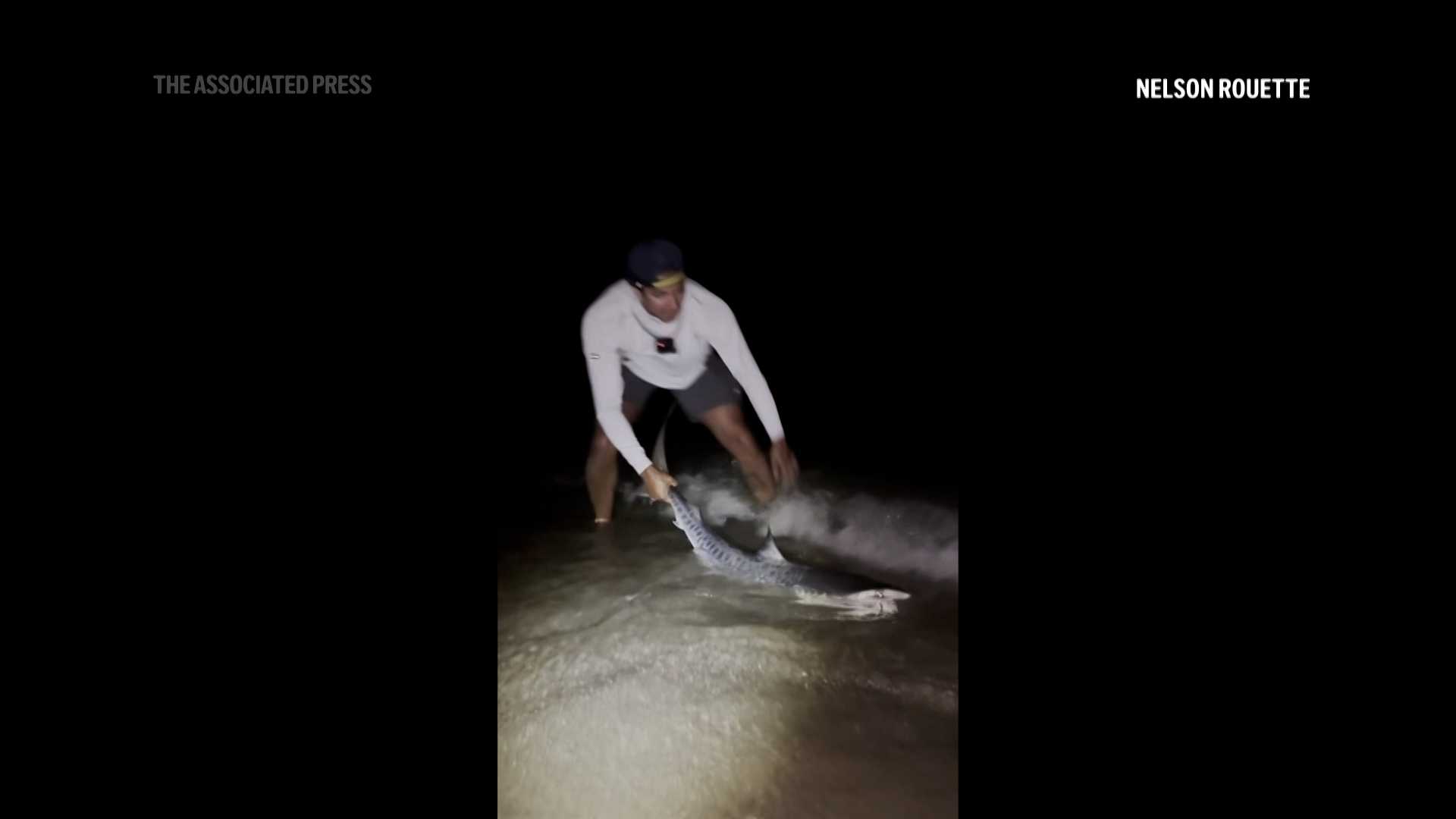 VIDEO: Tropical tiger shark caught by brothers could be sign of warming Atlantic waters — WESH 2 Orlando, Clermont Community news