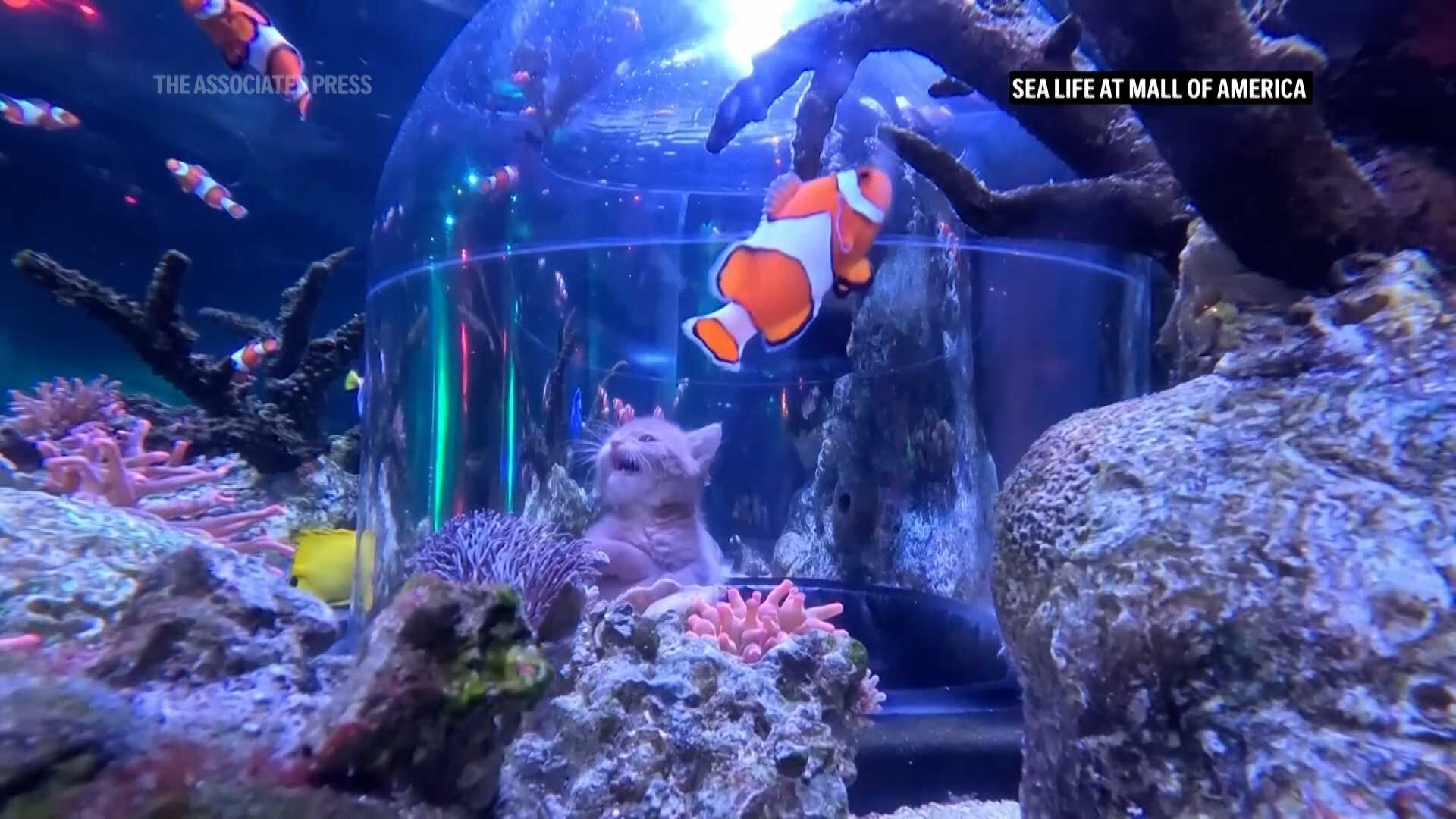 VIDEO: Orphaned kittens meet sharks on aquarium field trip at the Mall of America — WESH 2 Orlando, Clermont Community news