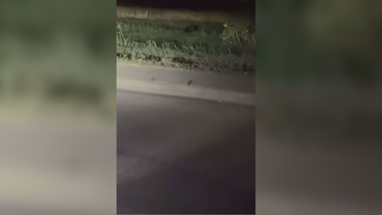 Viral video of 'black panther' in Midland sparks debate despite expert skepticism — NewsWest 9 (Permian Basin), Clermont Schools news