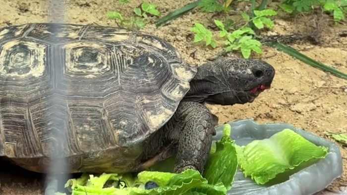 Nearly 7,000 gopher tortoises moved in 5 years across Lake, Orange counties. Where did they go? — ClickOrlando Local, Clermont Real Estate news
