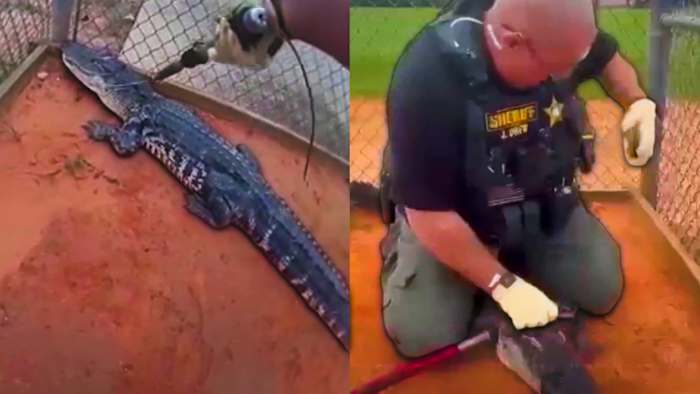 Alligator discovered at Central Florida high school campus, deputies say — ClickOrlando Local, Clermont Schools news